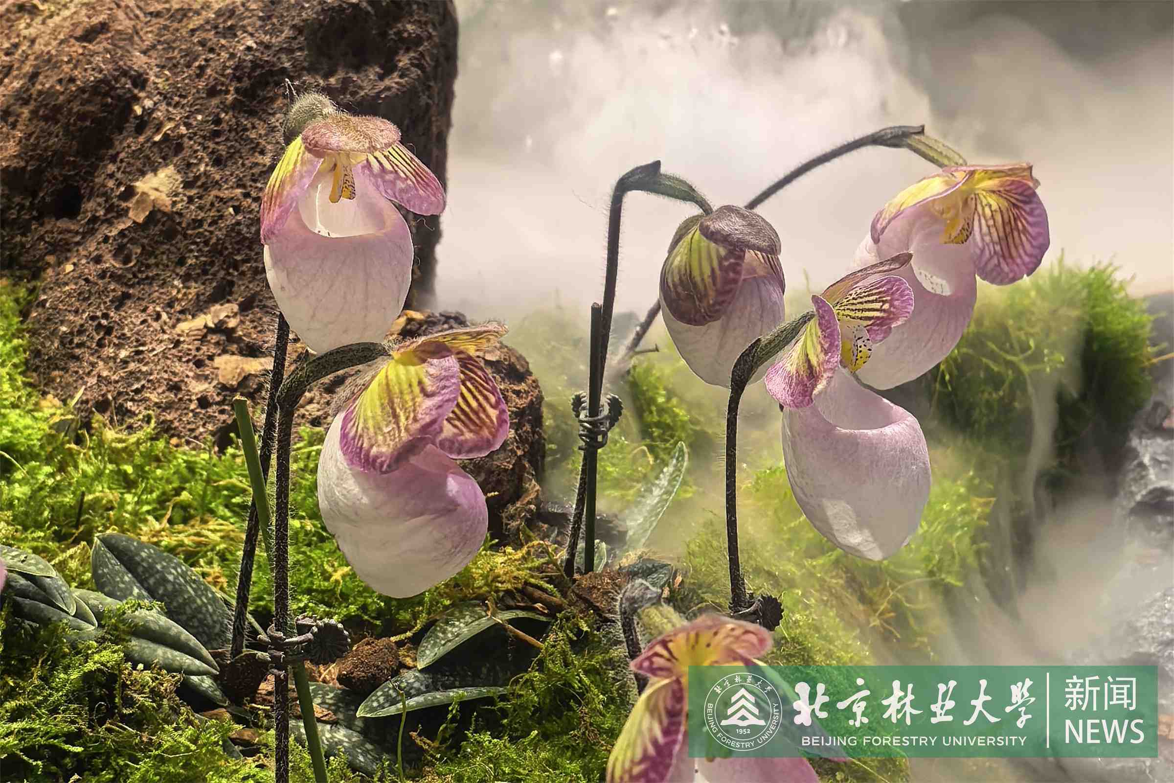 花卉特写1.jpg